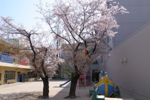 同朋幼稚園の桜